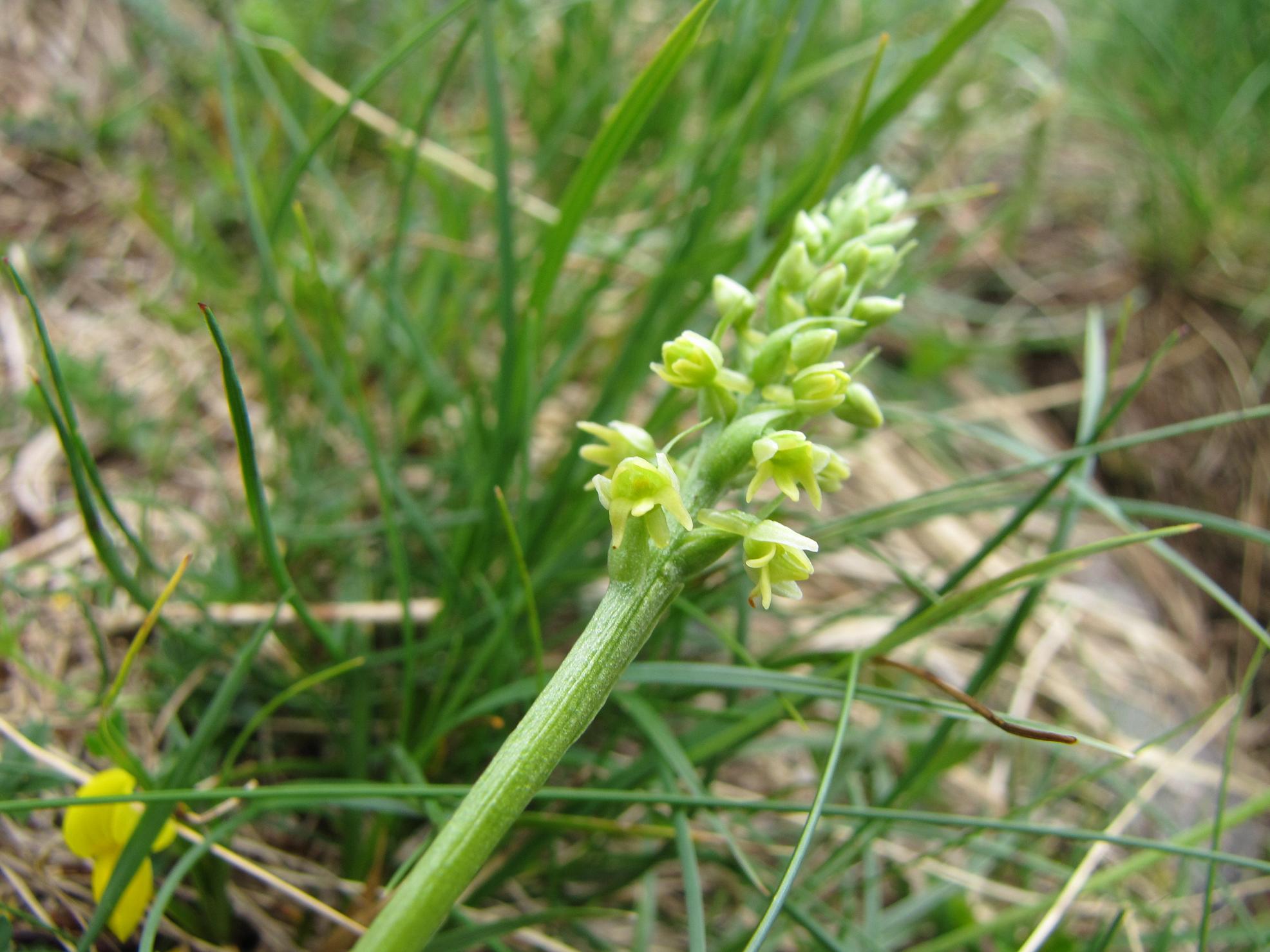 Pseudorchis albida